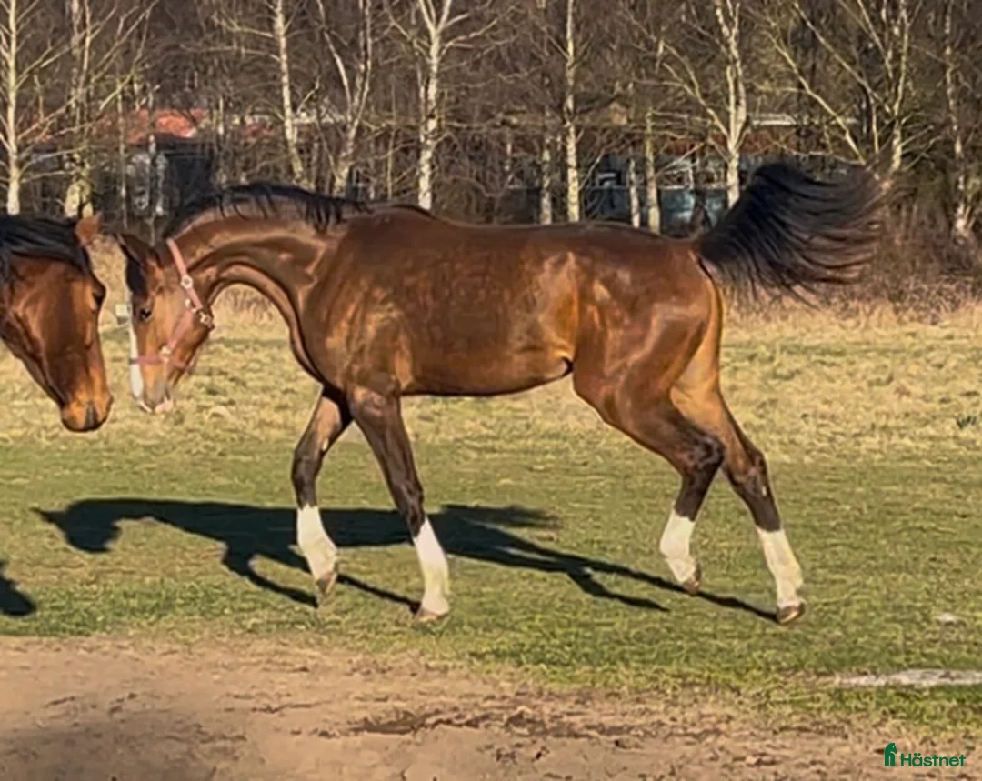 Hoppning hästar till salu: Fantastisk unghäst! i Sölvesborg - Annons 8