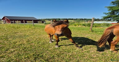  hästar i Nälden - Annons 6