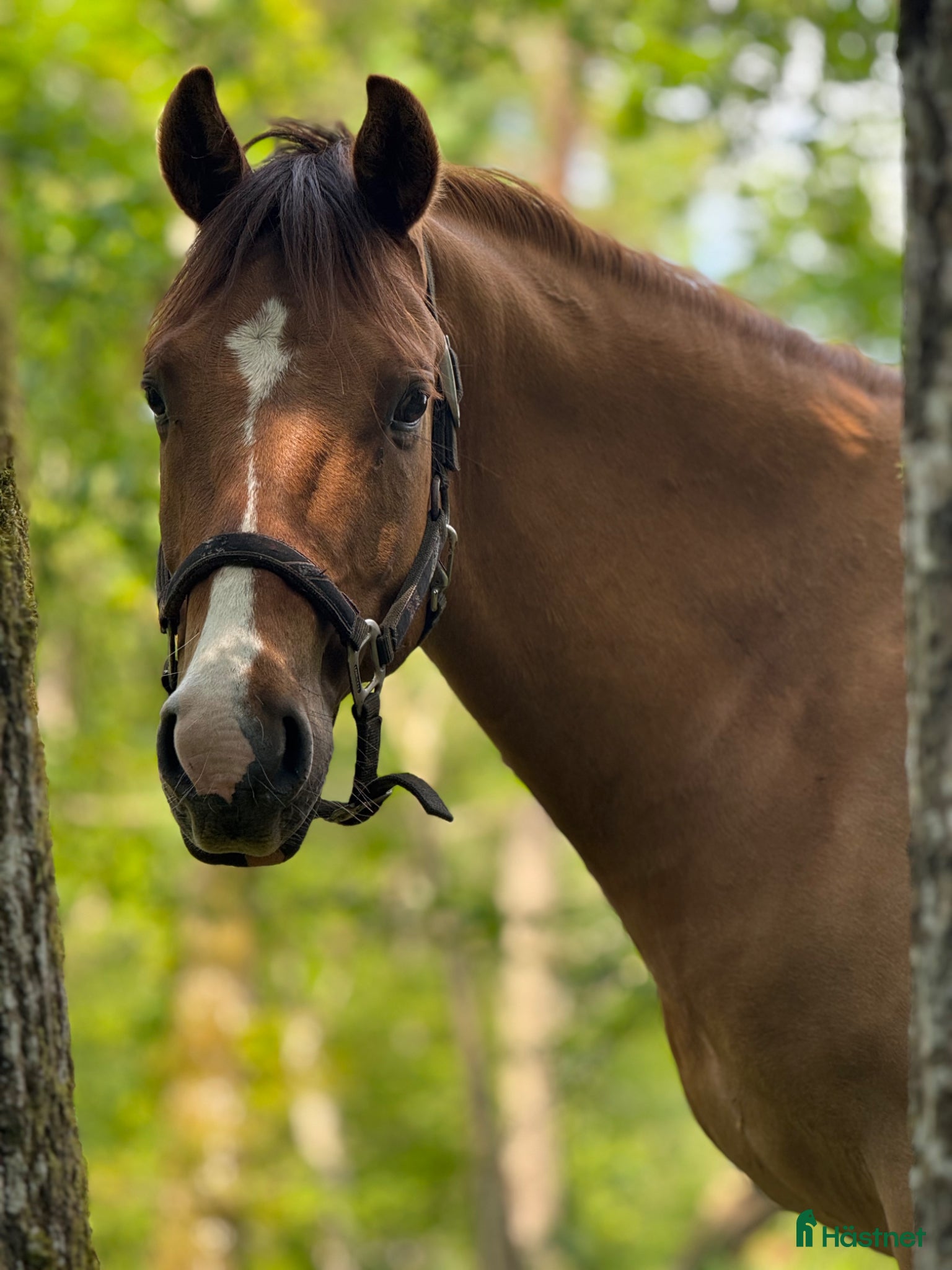  hästar Fantastisk ungponny - Annons 7