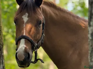 hästar Fantastisk ungponny - Annons 7