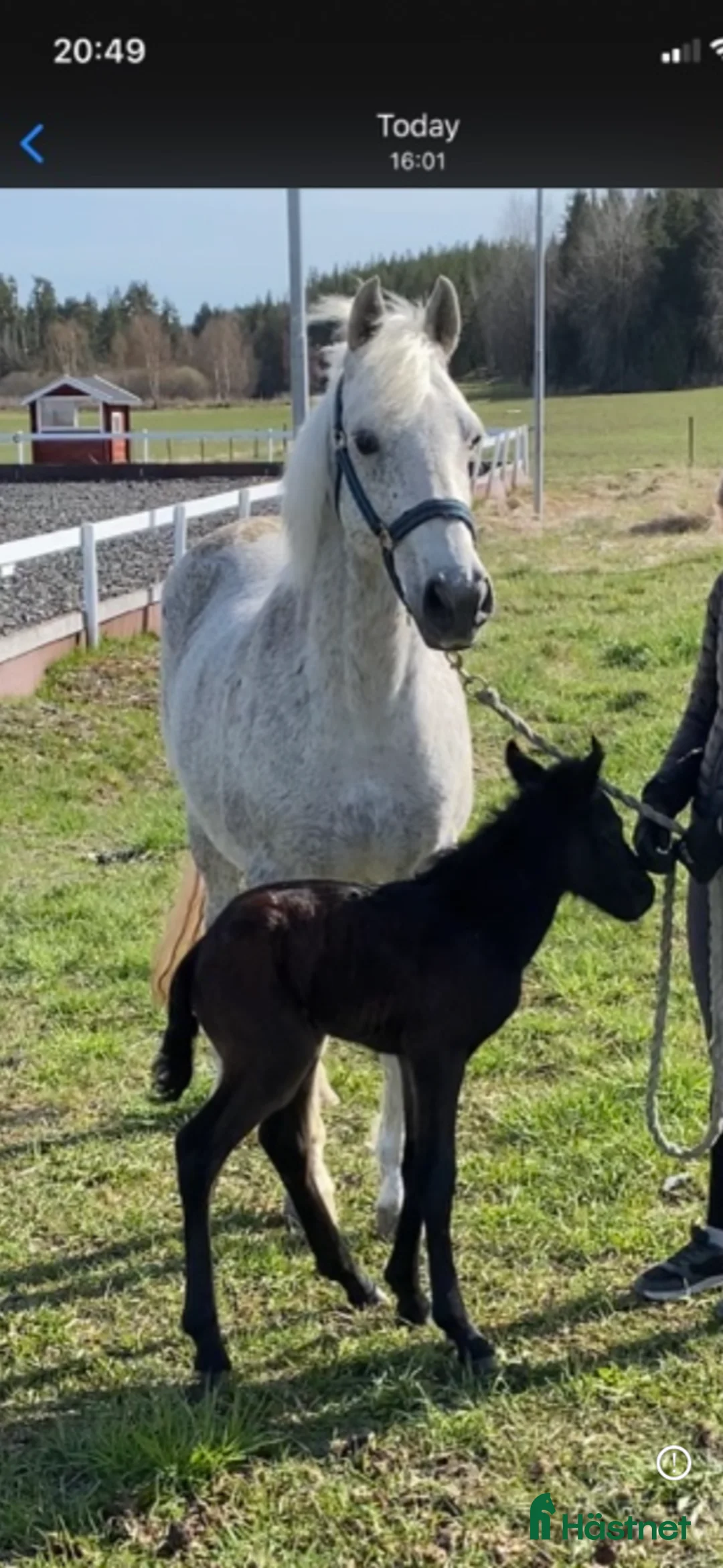 Working Equitation hästar till salu: Storhäst & 3 D ponny från Ridskola, Voltige, Para - Annons 8