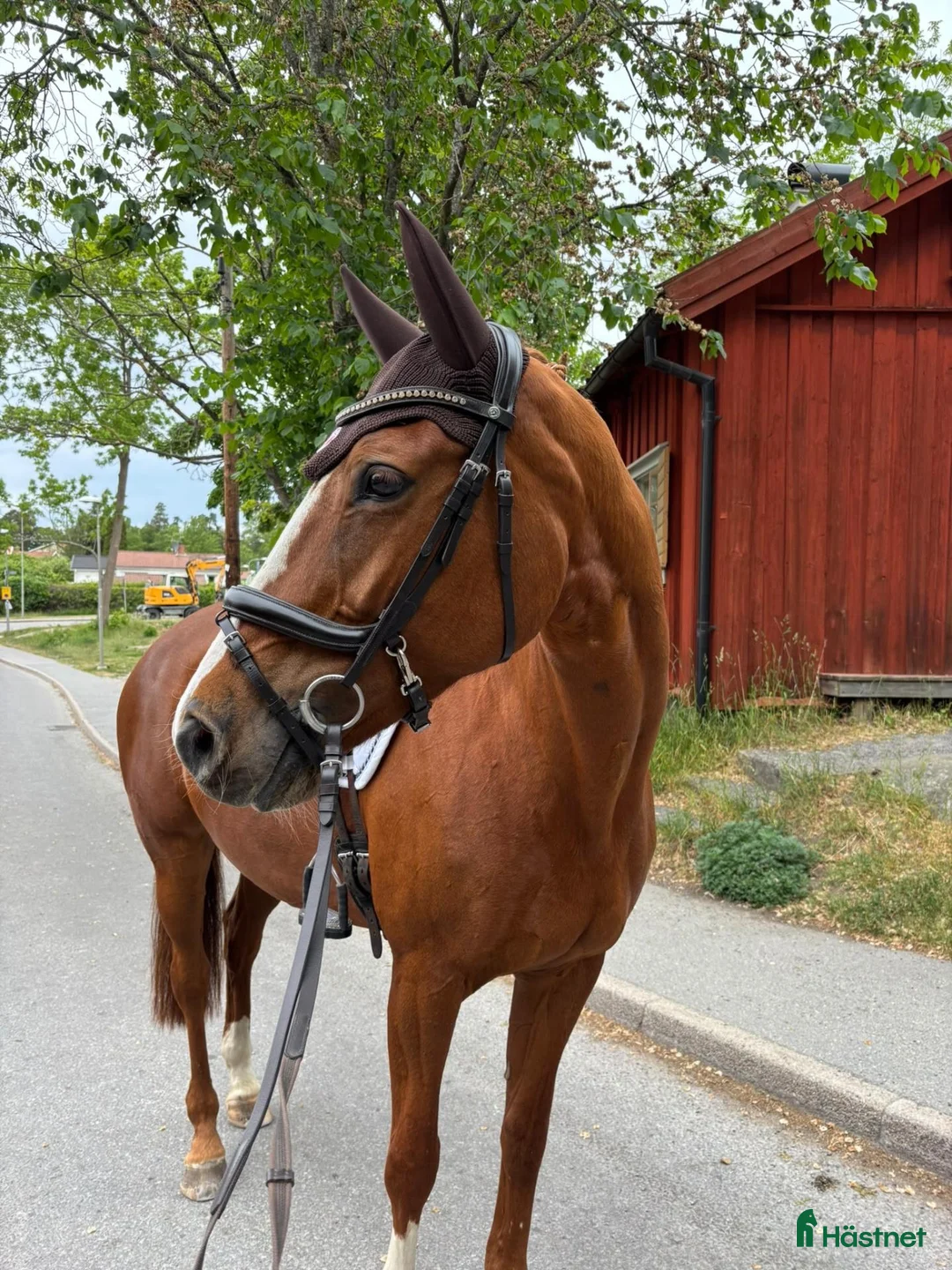 Hoppning hästar till salu: Bästa vän till salu ❤️ - Annons 1