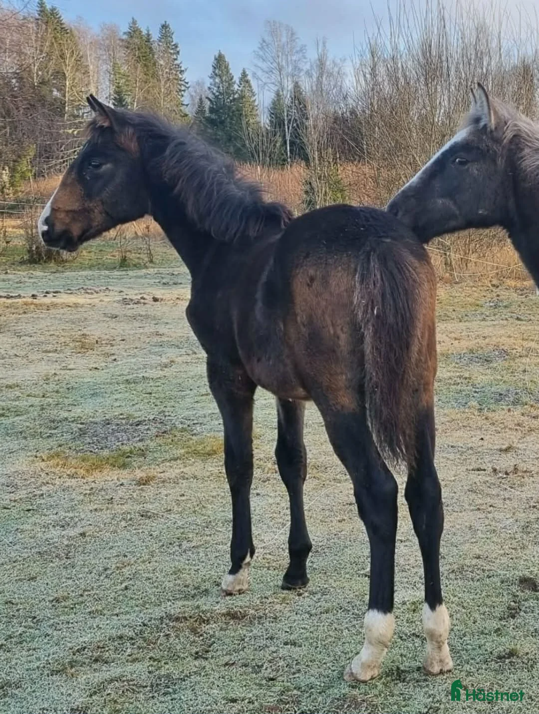Allround hästar till salu: Din nya ögonsten  i Kil - Annons 1