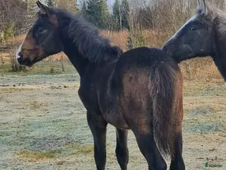 hästar Din nya ögonsten i Kil - Annons 1