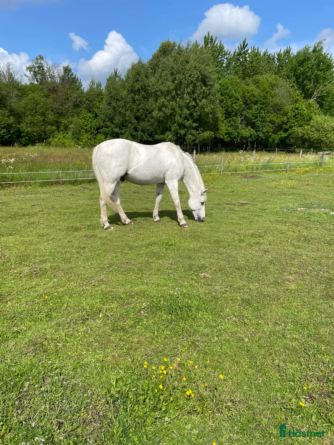 Allround hästar till salu: Trevlig och positiv D-ponny - Annons 2