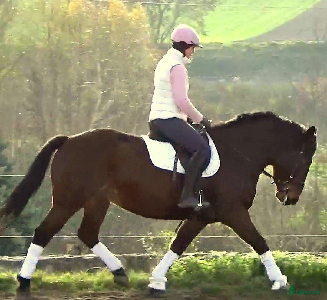 Allround hästar till salu: Gorgeous, sweet and ready for anything allrounder i Örsundsbro - Annons 18