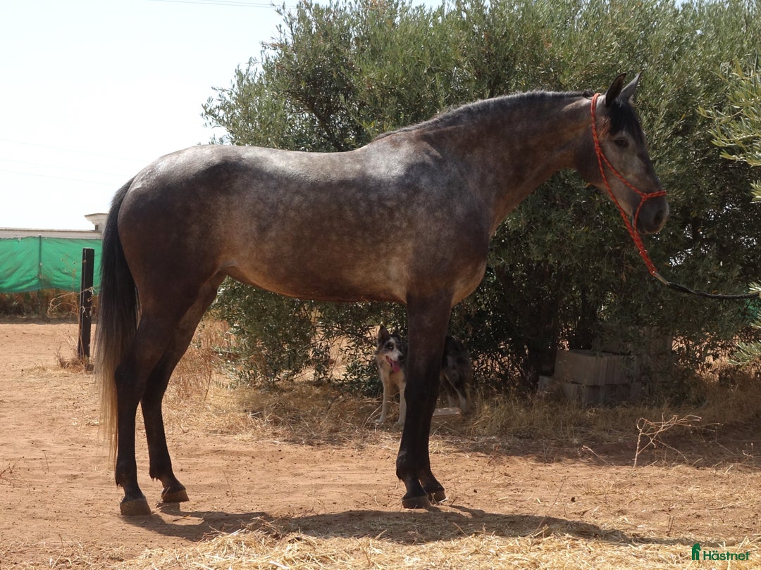 Dressyr hästar till salu: Talangfullt sto i Coín - Annons 4