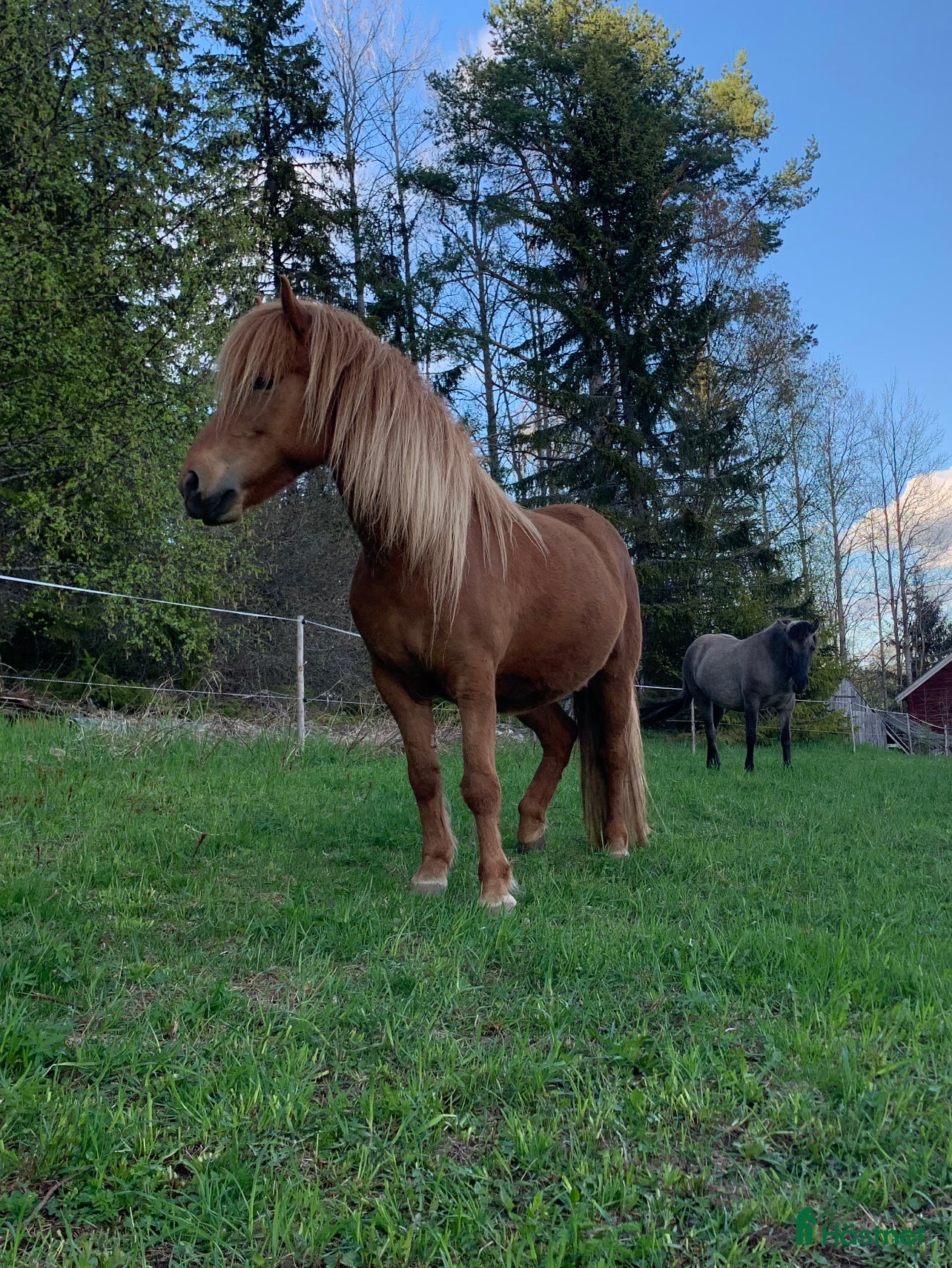  hästar Tryggt sto med fart! i Gällö - Annons 7