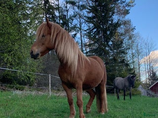 hästar Tryggt sto med fart! i Gällö - Annons 4