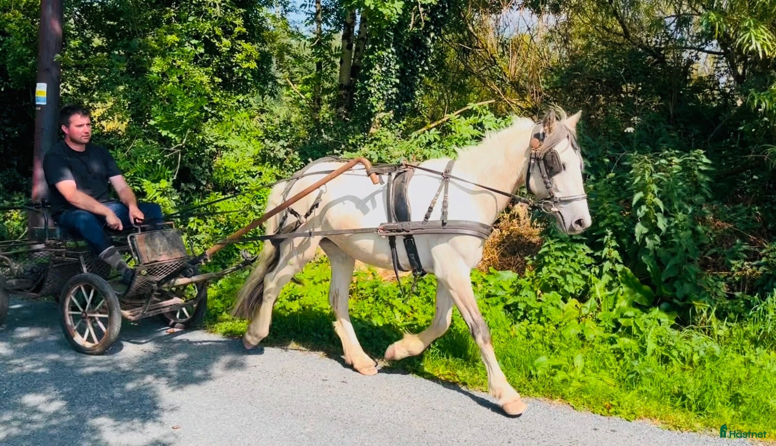  hästar Ride & Drive gelding  - Annons 14