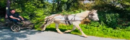 Allround hästar till salu: Ride & Drive gelding  - Annons 1