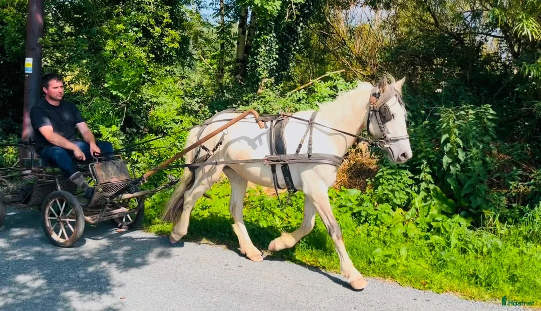 Allround hästar till salu: Ride & Drive gelding  - Annons 1