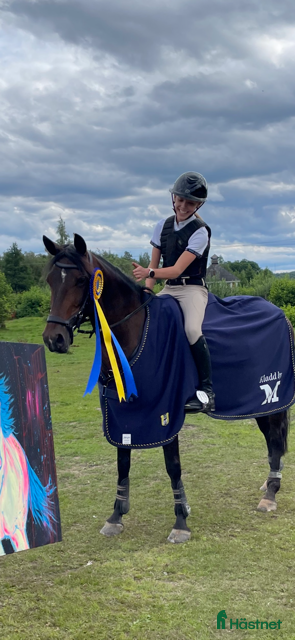  hästar Superfin tävlingsponny - Annons 2