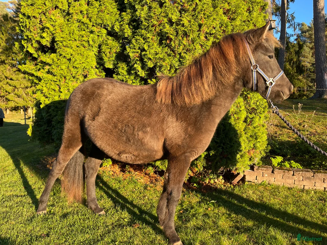 Trav hästar till salu: Prima Donna för årgångsloppen i Laholm - Annons 1