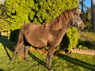 hästar Prima Donna för årgångsloppen i Laholm - Annons 15