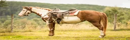 Western hästar till salu: Paint horse sto '24 Overo, Blickfångare !! - Annons 3