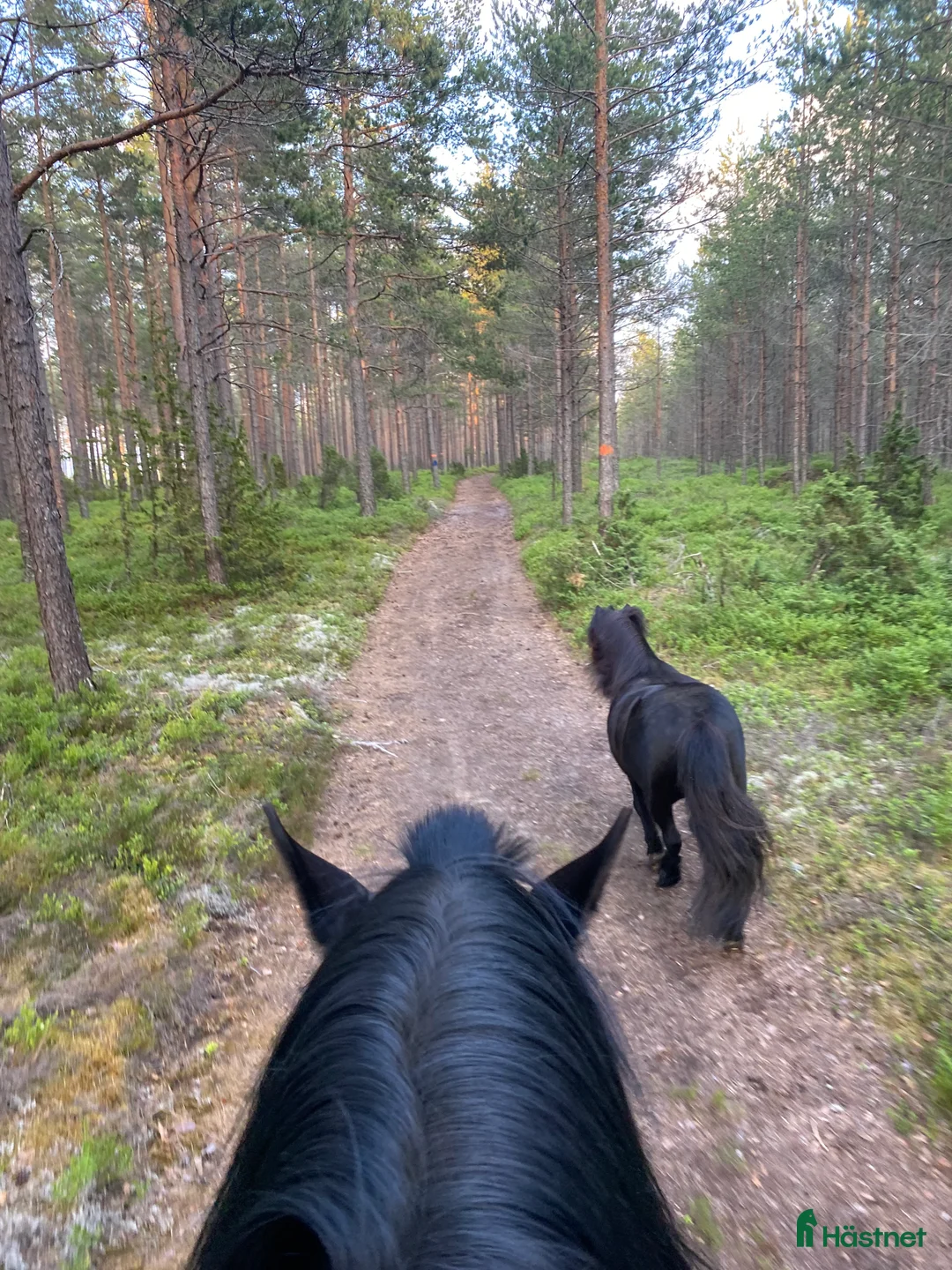  stallplats finnes: Lediga stallplatser i mysigt stall i Habo - Annons 13