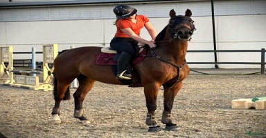  hästar i Helsingborg - Annons 1
