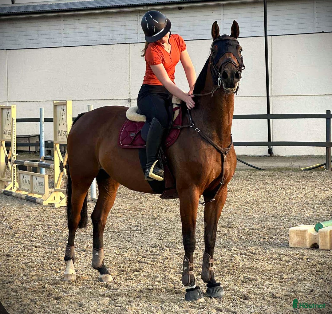 Hoppning hästar till salu: Hoppsto med stor kapacitet i Helsingborg - Annons 3