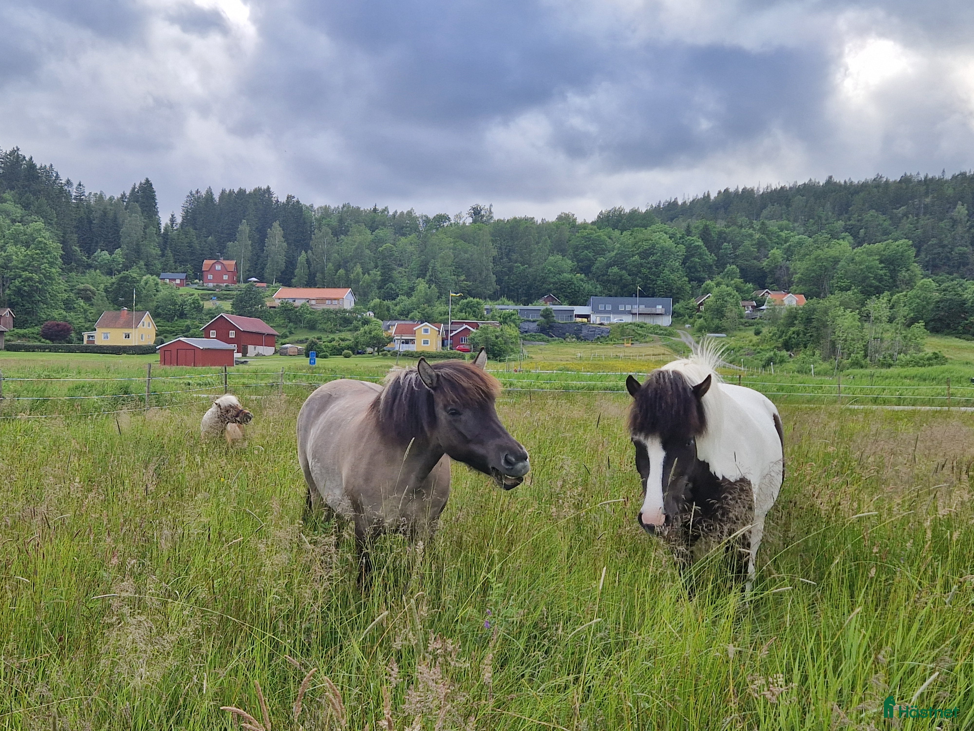  stallplats ⭐Lösdrift i Kungälv, Signehög⭐ - Annons 3