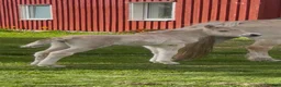 Allround hästar till salu: Diplom sto m stoföl - Annons 2