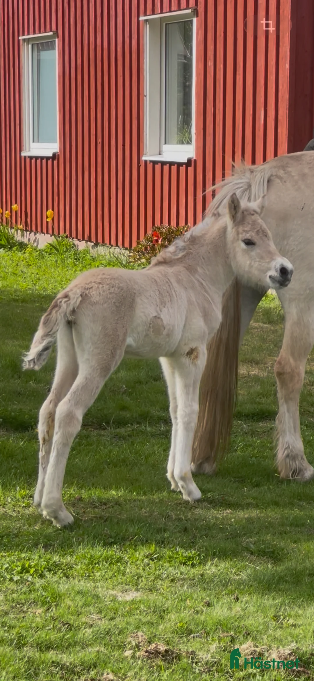 Allround hästar till salu: Diplom sto m stoföl - Annons 2