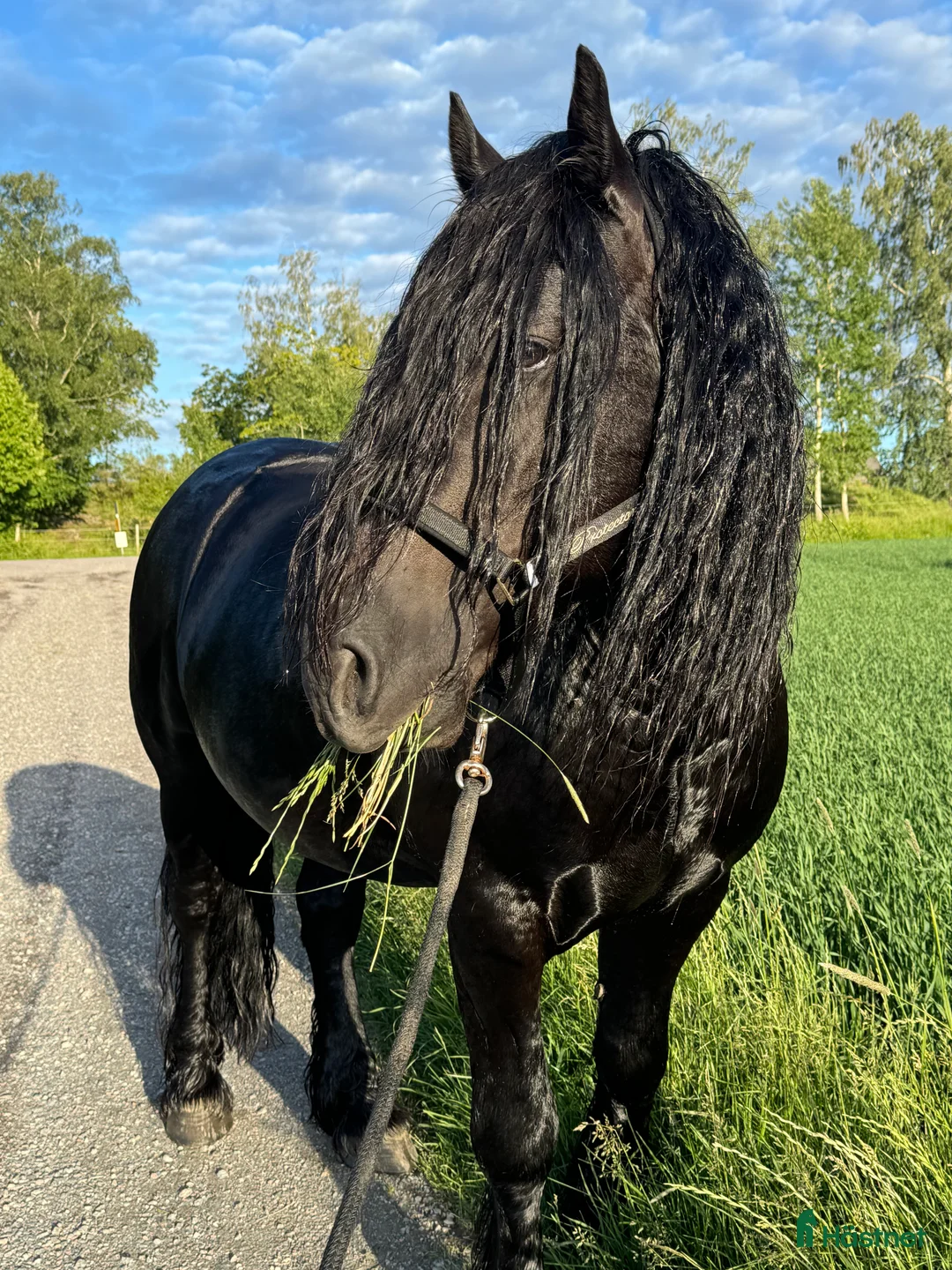 Övrigt hästar till salu: Känslig drömhäst ❤️ i Järpås - Annons 1