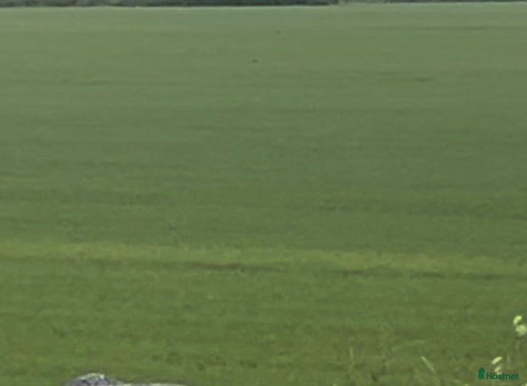  hästar Ungponny (D-ponny) sökes 1-3 år. - Annons 3