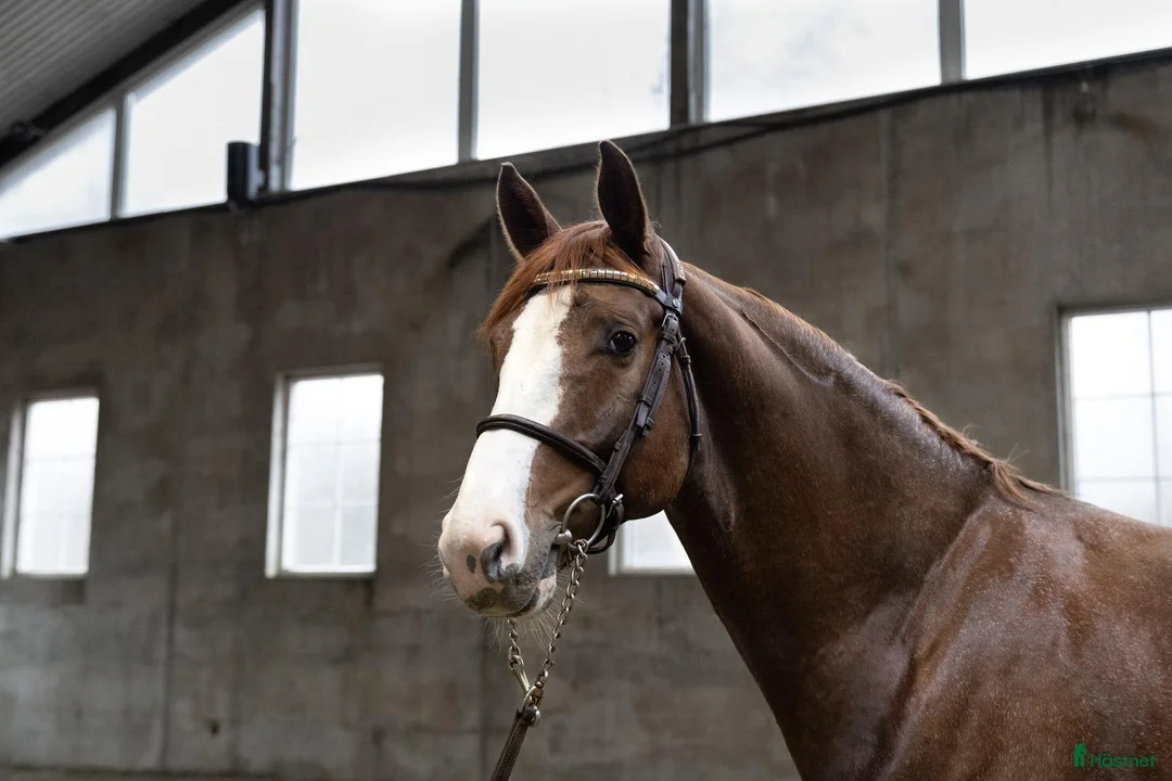 Avelshästar hästar till salu: Unghest klar for 5 års klassene - Annons 1