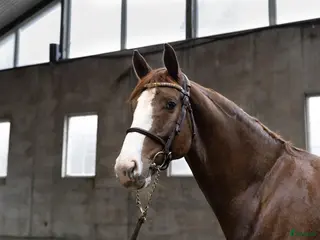 hästar Unghest klar for 5 års klassene - Annons 19