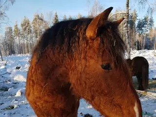 hästar Am. curly-baskjir, valack - Annons 20