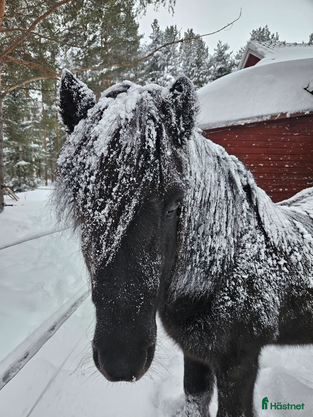 Island hästar till salu: Arbetsvillig charmör med hjärta och personlighet  - Annons 2