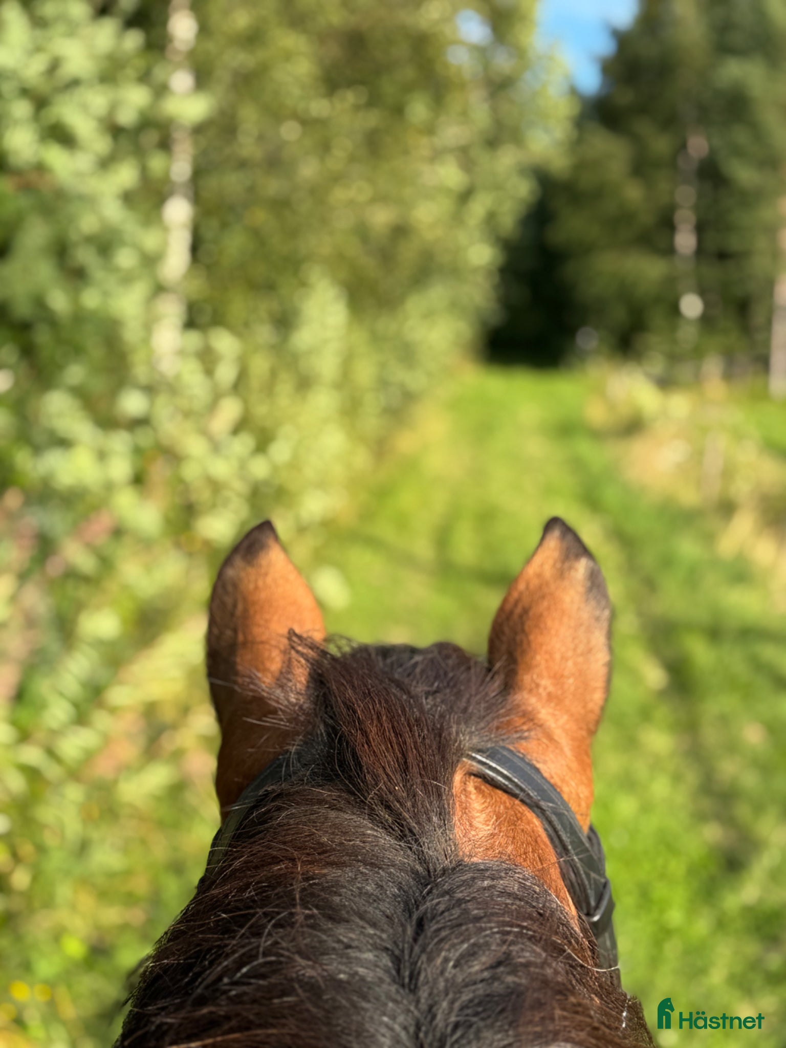  hästar Söker snäll skogsmulle - Annons 2