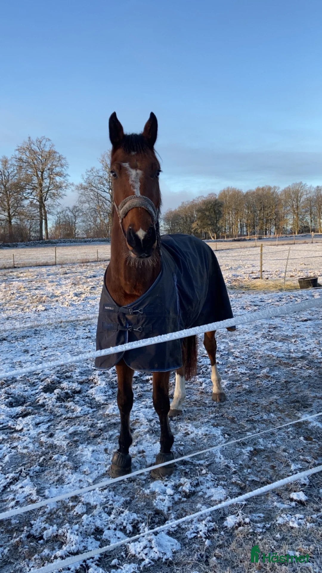 Hoppning hästar till salu: Nybliven 4-åring i Värnamo - Annons 1