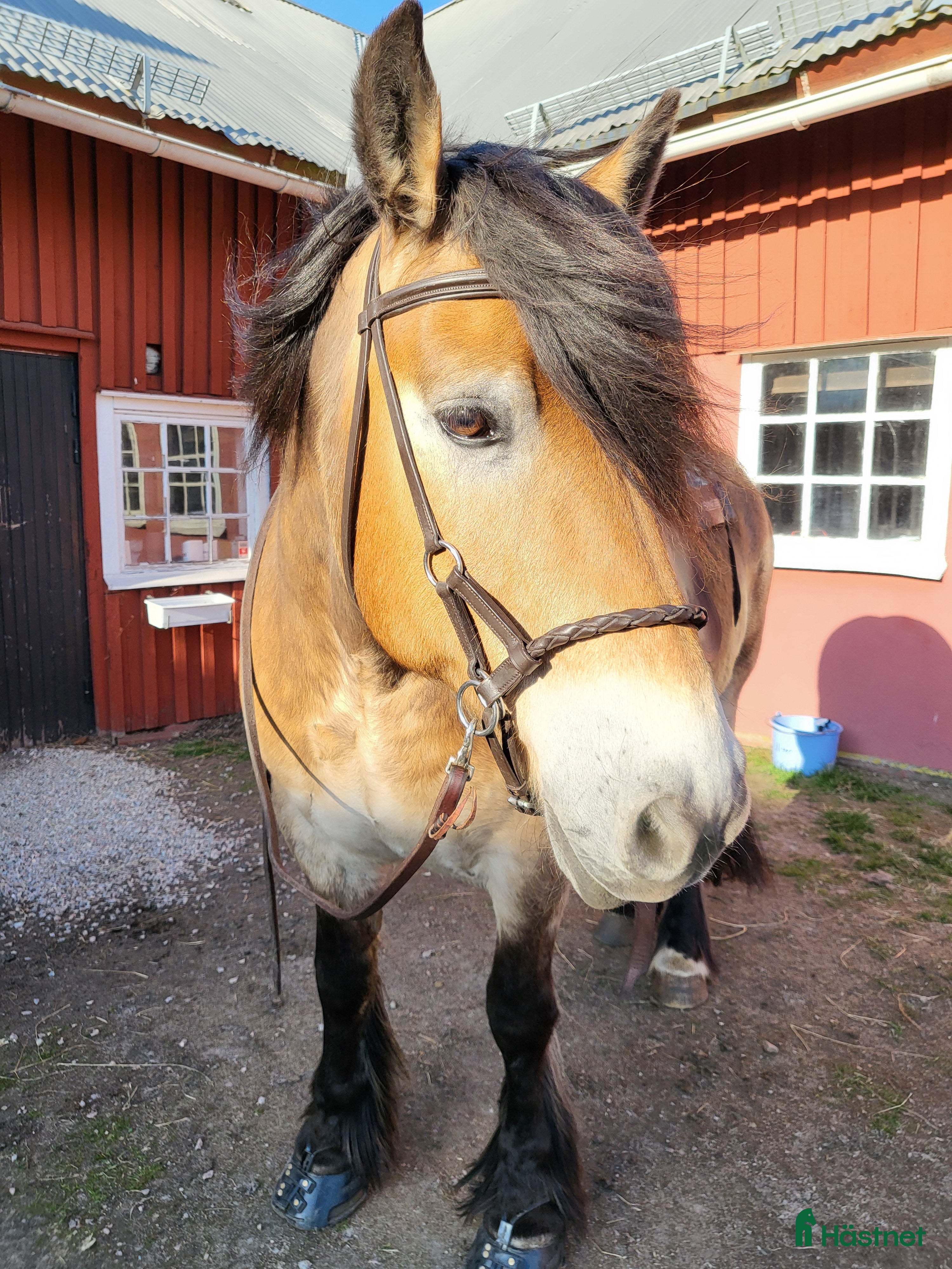 Träns hästutrustning till salu: Sidepull kallblod i Hillared - Annons 6