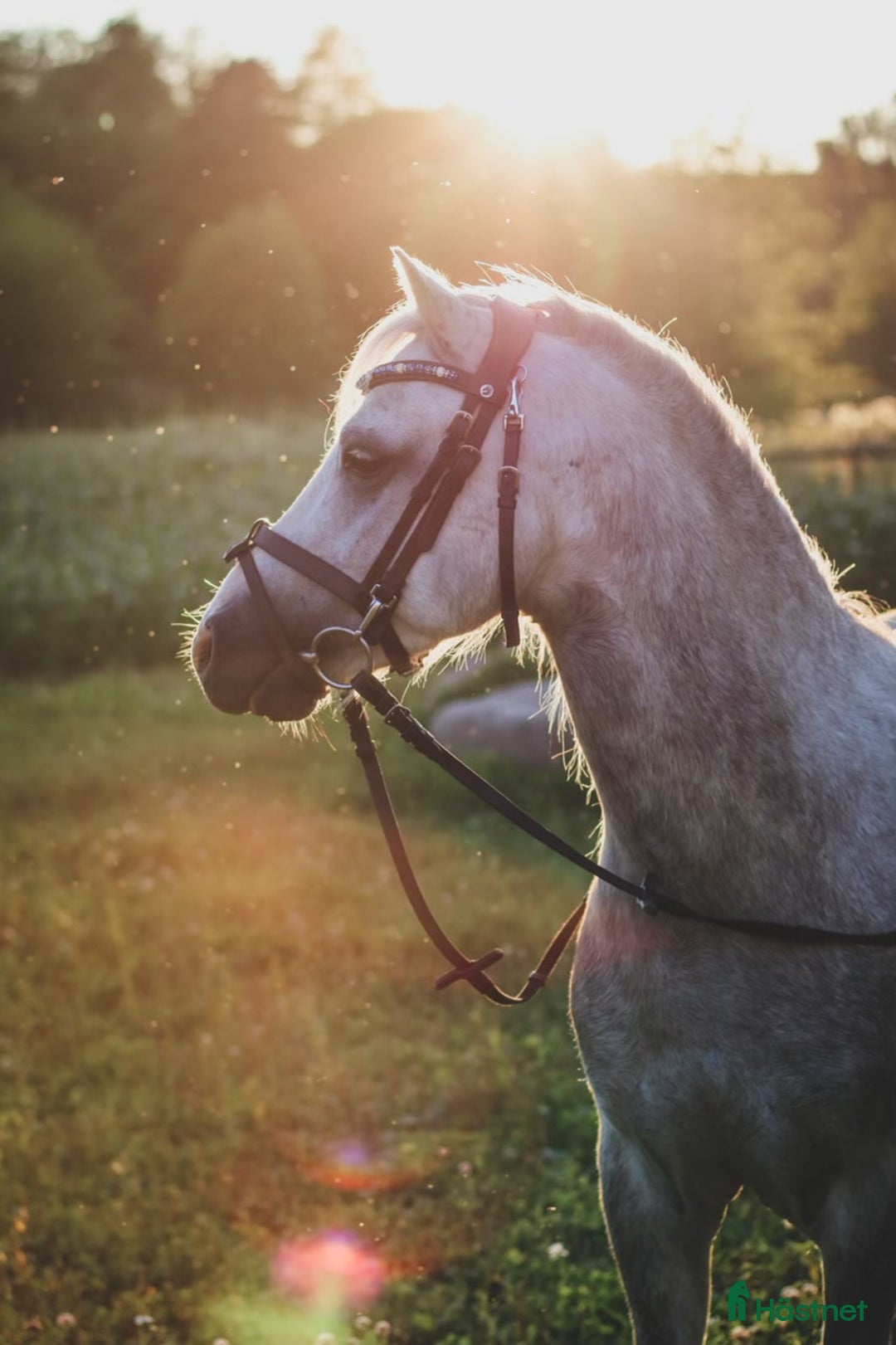  medryttarhäst finnes: Vi söker medryttare till våra ponnyer. i Karlskoga - Annons 1