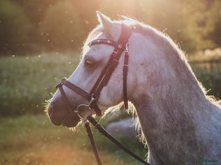medryttarhäst finnes: Vi söker medryttare till våra ponnyer. i Karlskoga - Annons 22