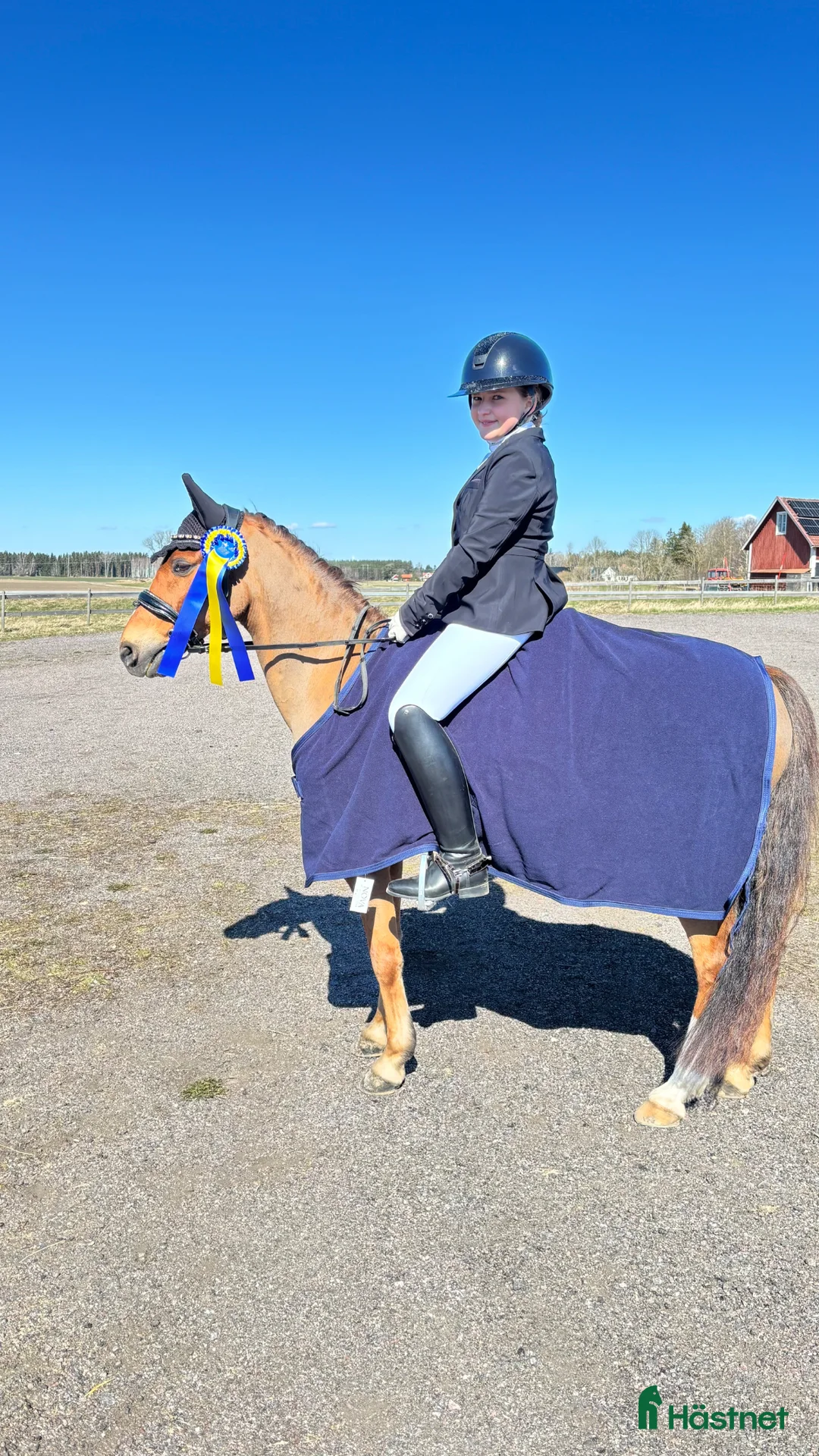 Dressyr hästar till salu: SM ponny och läromästare med stort ❤️ - Annons 1