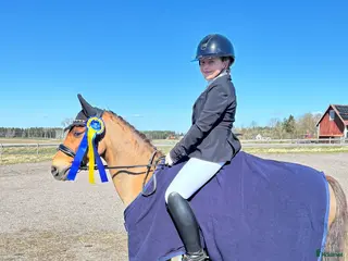 Dressyr hästar till salu: SM ponny och läromästare med stort ❤️ - Annons 1