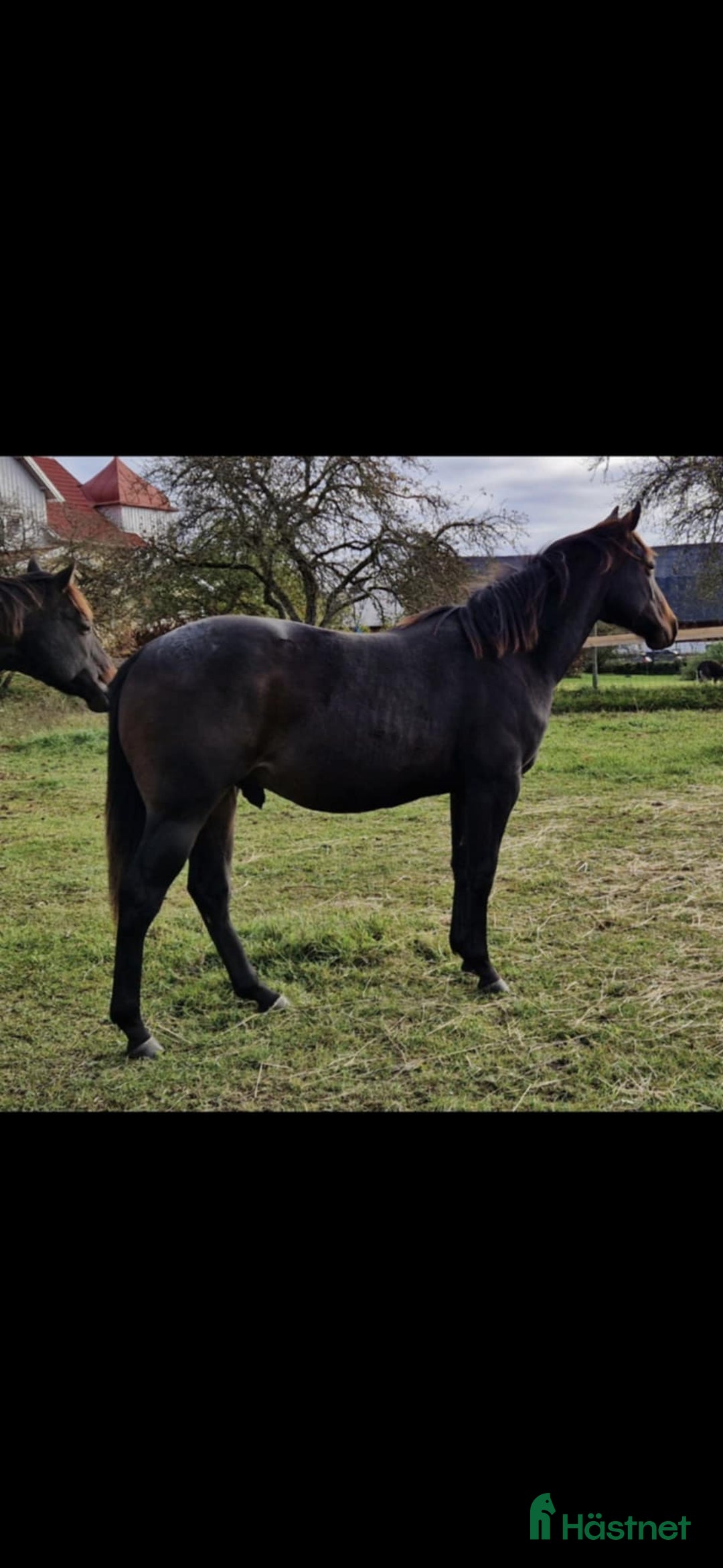 Western hästar till salu: Cowhorse-ämne i Blidsberg - Annons 3
