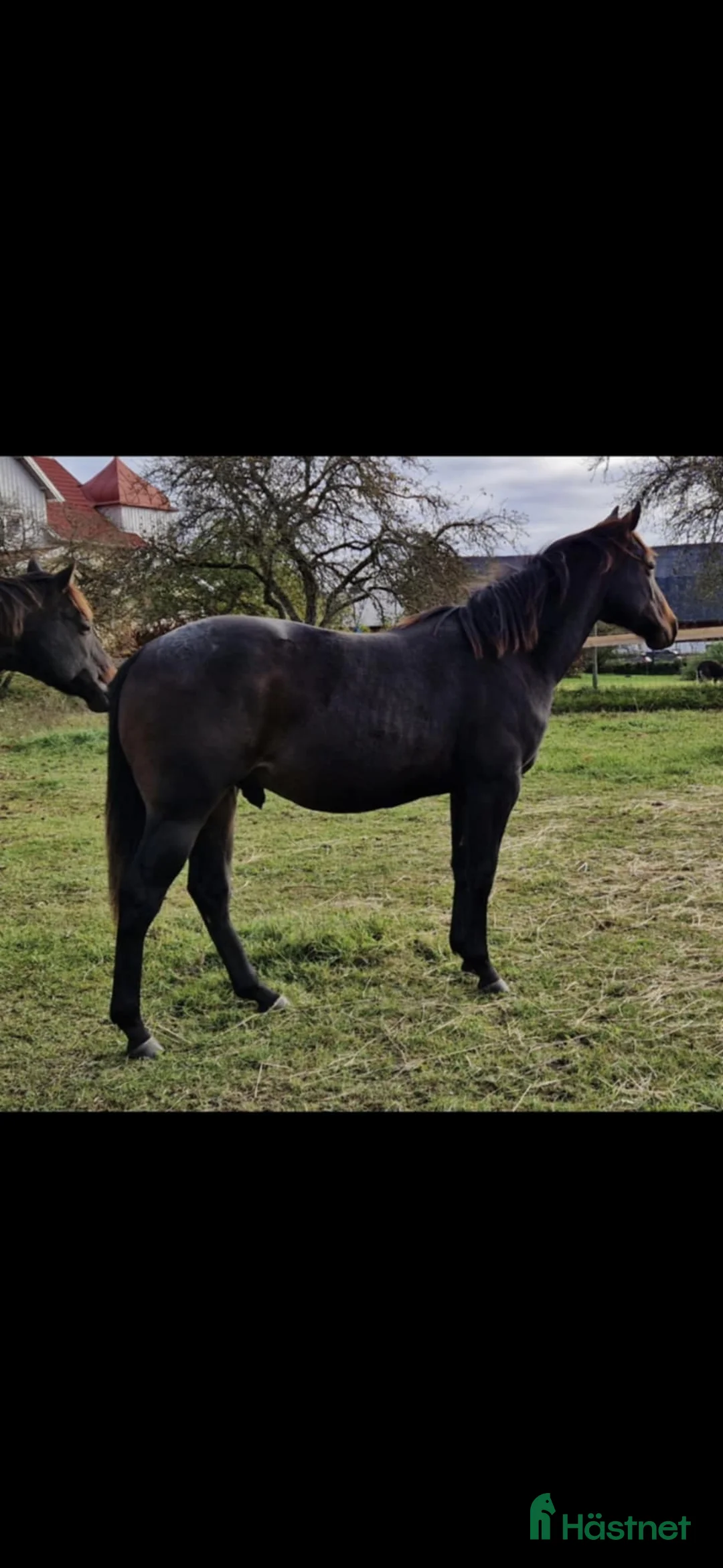 Western hästar till salu: Cowhorse-ämne i Blidsberg - Annons 3