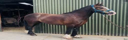 Allround hästar till salu: Lovely gelding 140cm - Annons 10