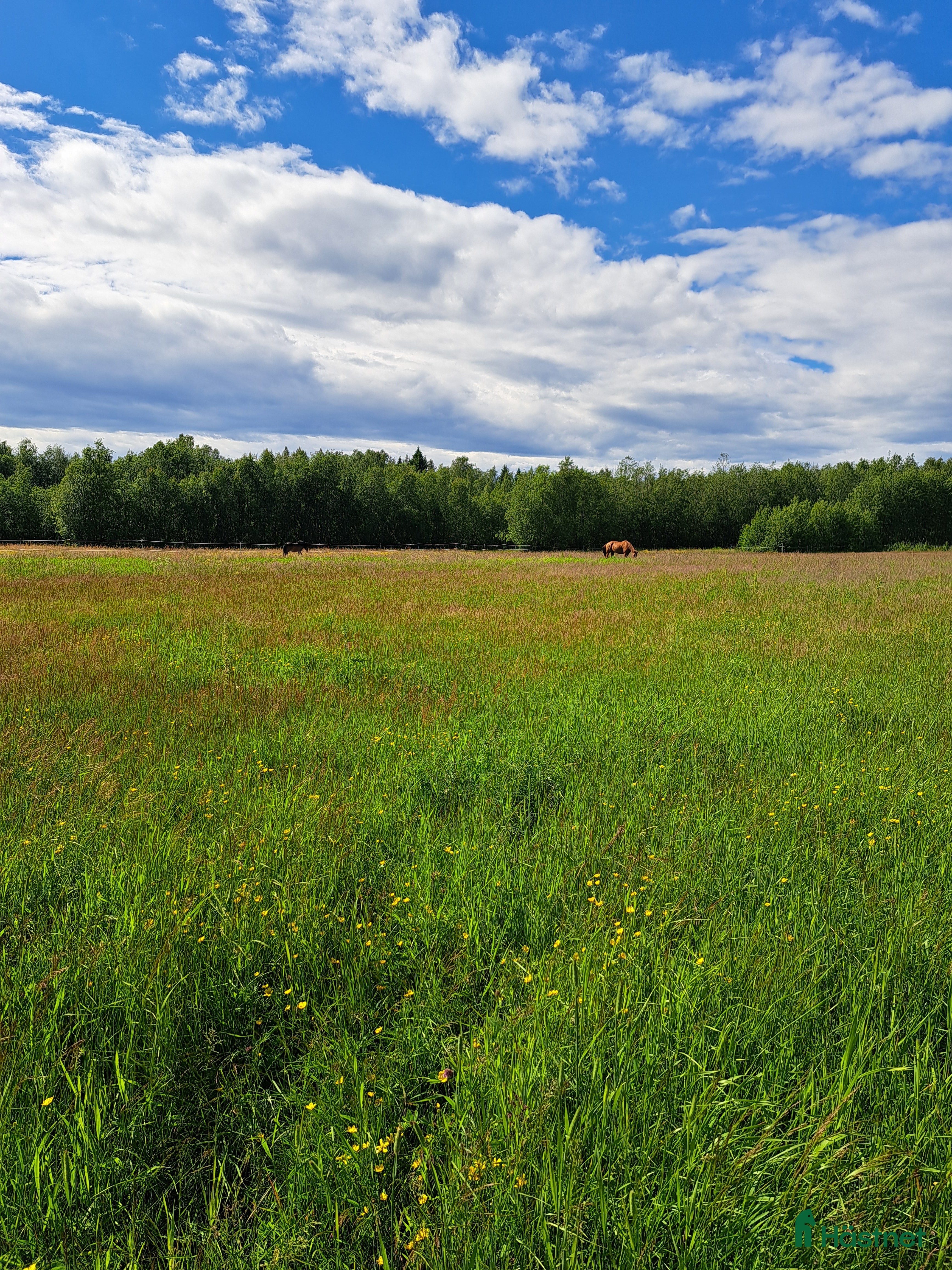  hästar Trevlig valack sökes - Annons 4