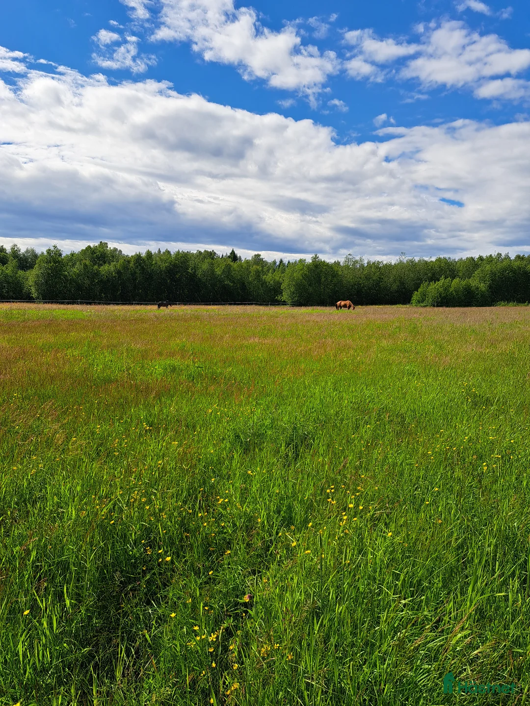 Allround hästar sökes: Trevlig valack sökes i Nordmaling - Annons 1
