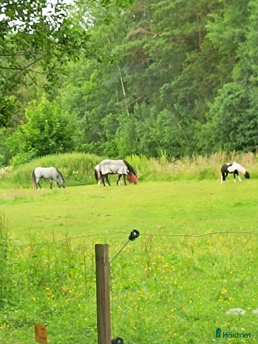  stallplats finnes: 2st stallplatser, ca 5km från Nybro centrum i Nybro - Annons 7