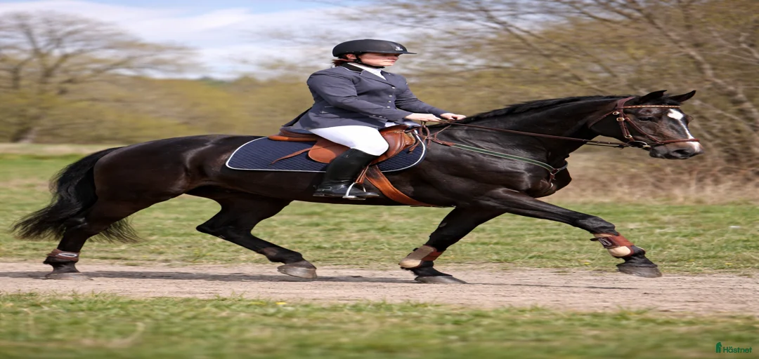 Galleribild {{count}}