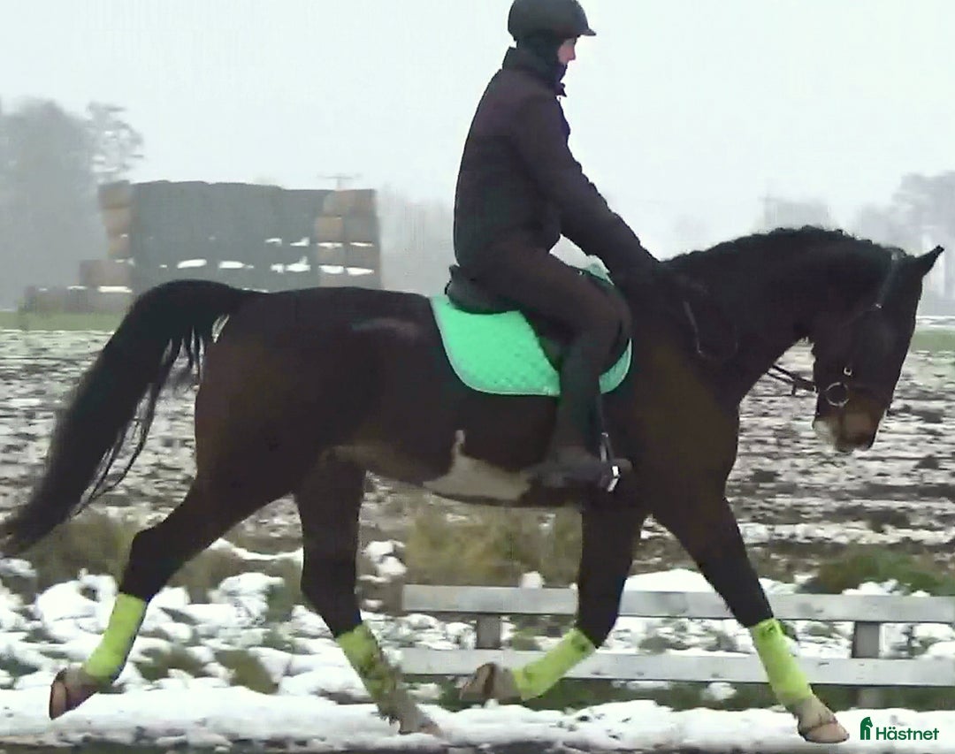 Allround hästar till salu: Dressage/driving Star with 4 white socks i Örsundsbro - Annons 6