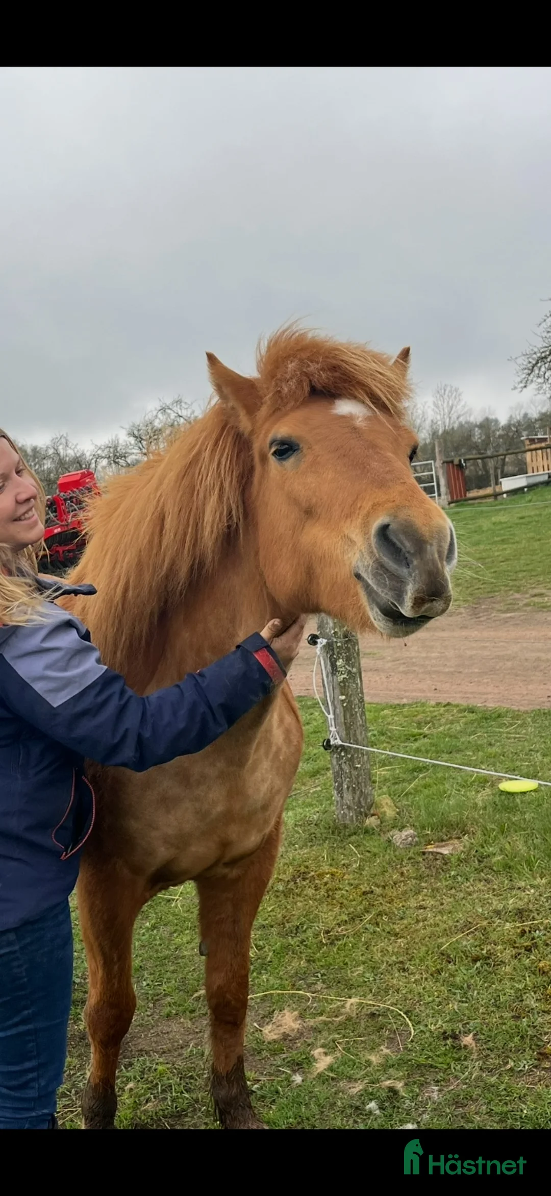 Island hästar till salu: Härlig islänning  - Annons 2
