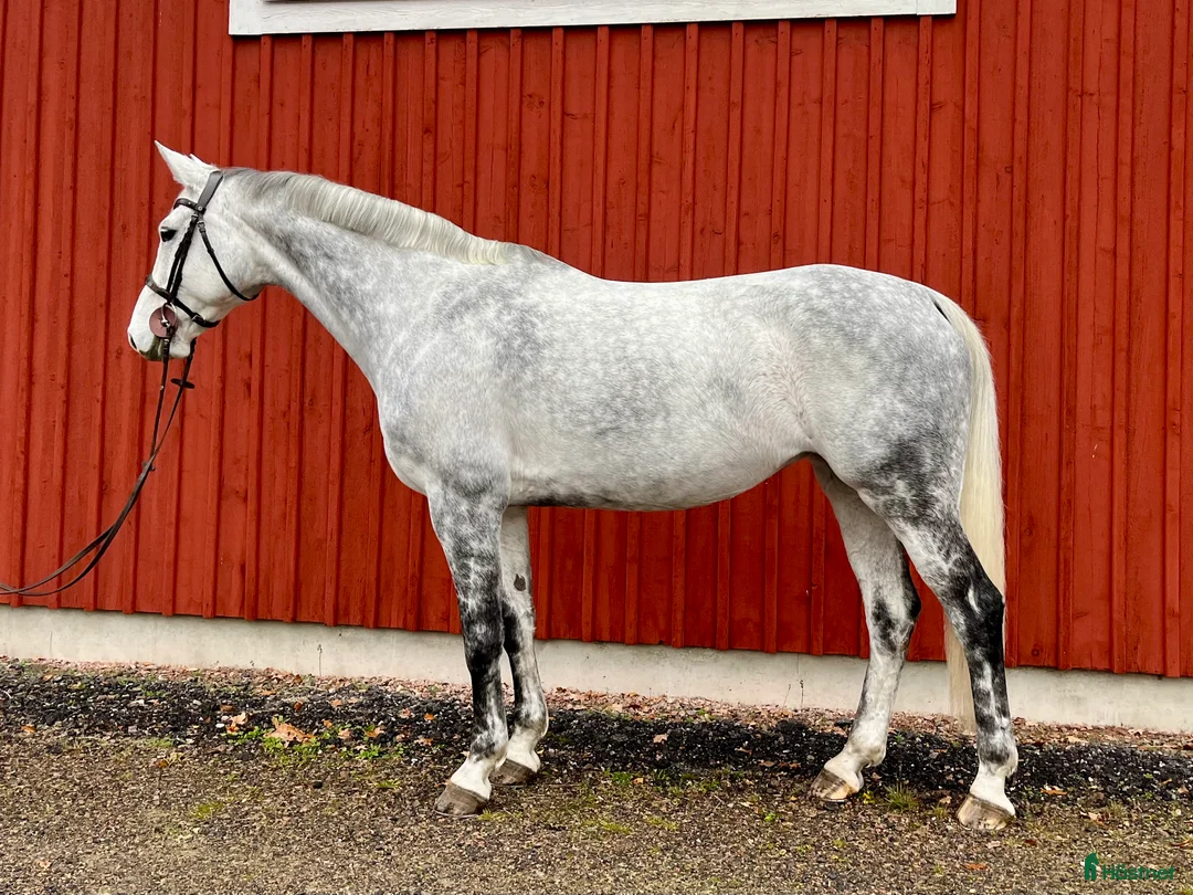 Fälttävlan hästar till salu: Fantastiskt SWB-sto för hopp/fälttävlan - Annons 3