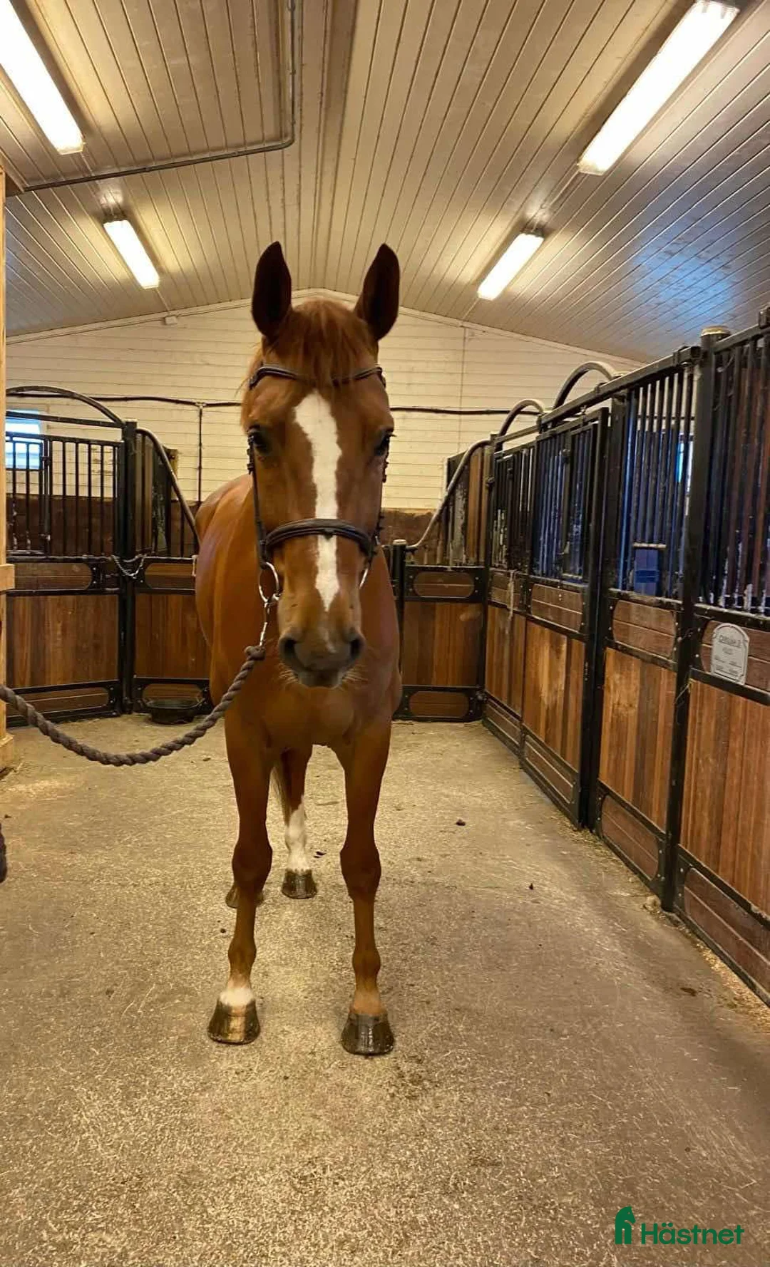 Hoppning hästar till salu: Super 9 åring tilsalgs! - Annons 1